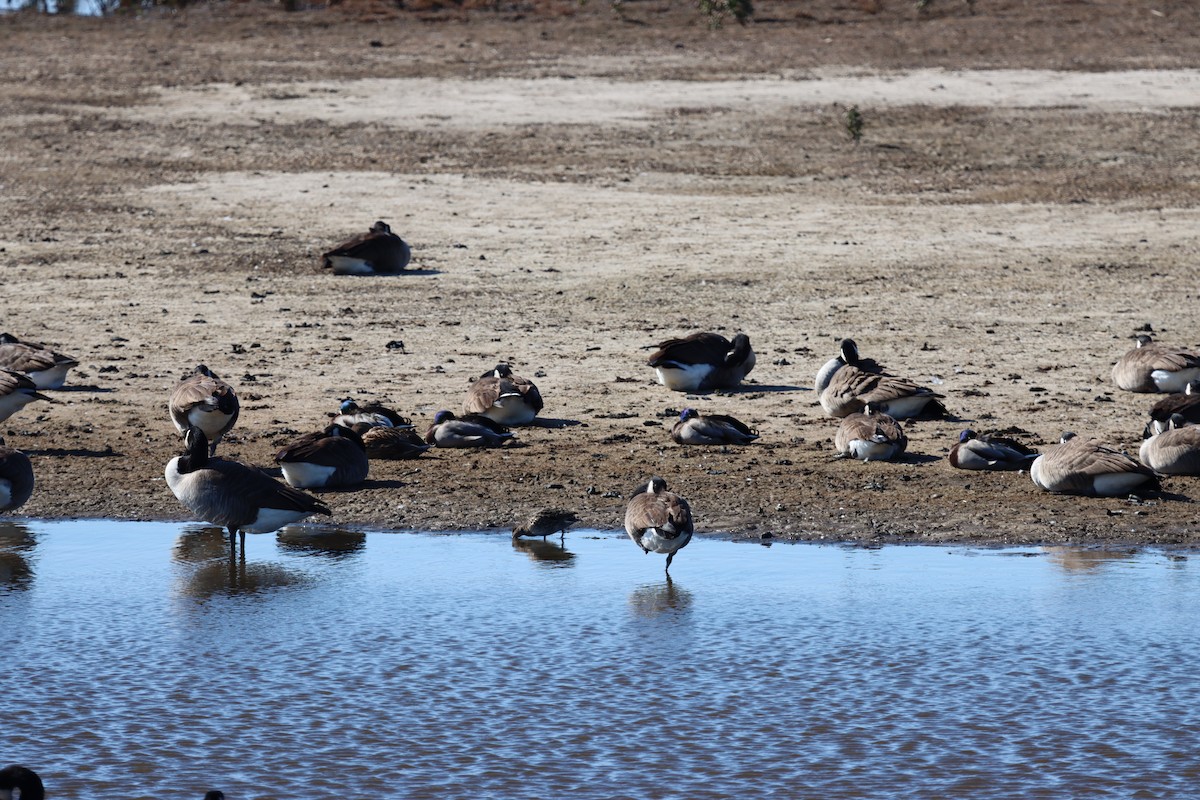 カナダガン - ML644490284