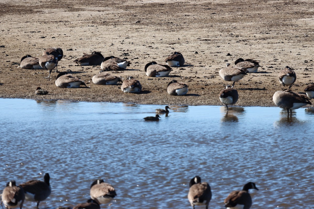 カナダガン - ML644490285