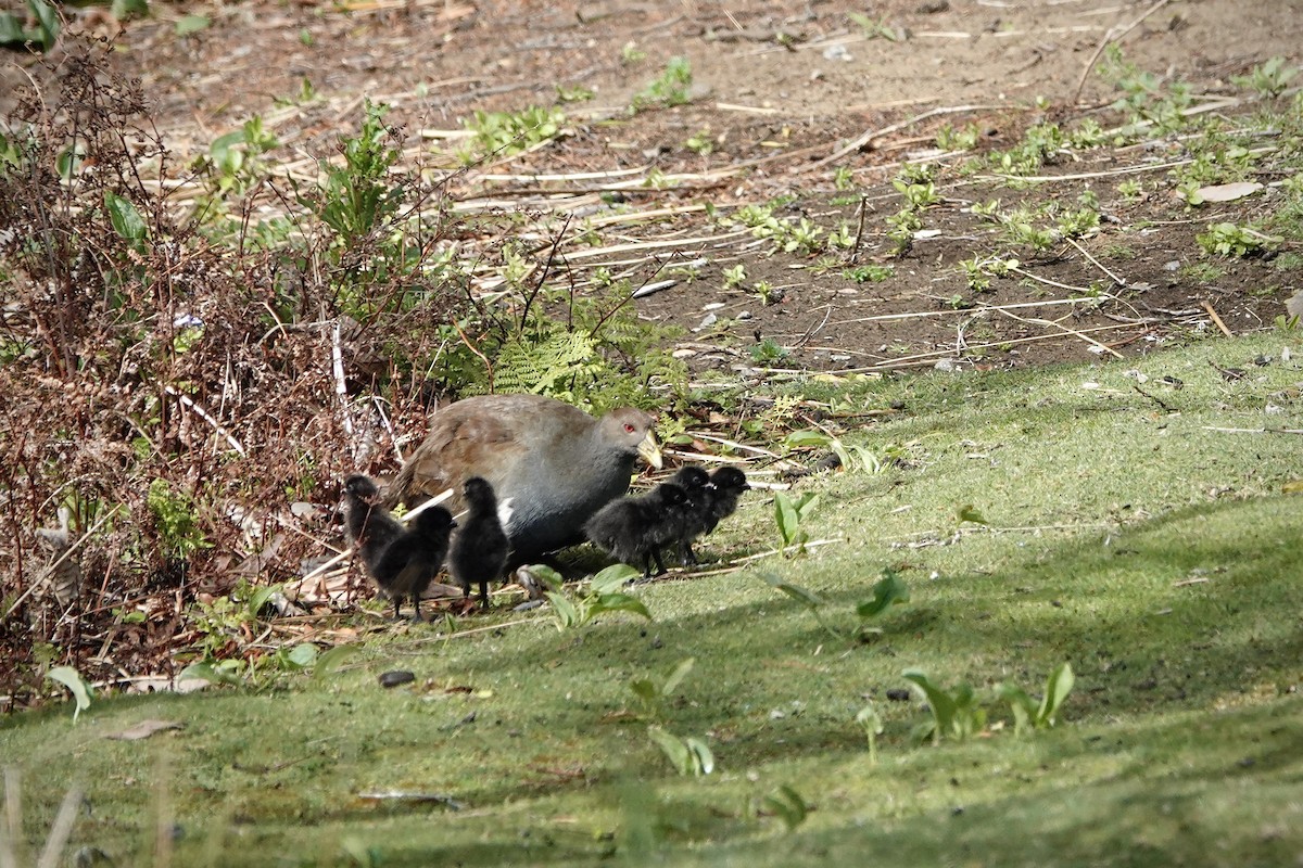 Tasmanian Nativehen - ML644490295