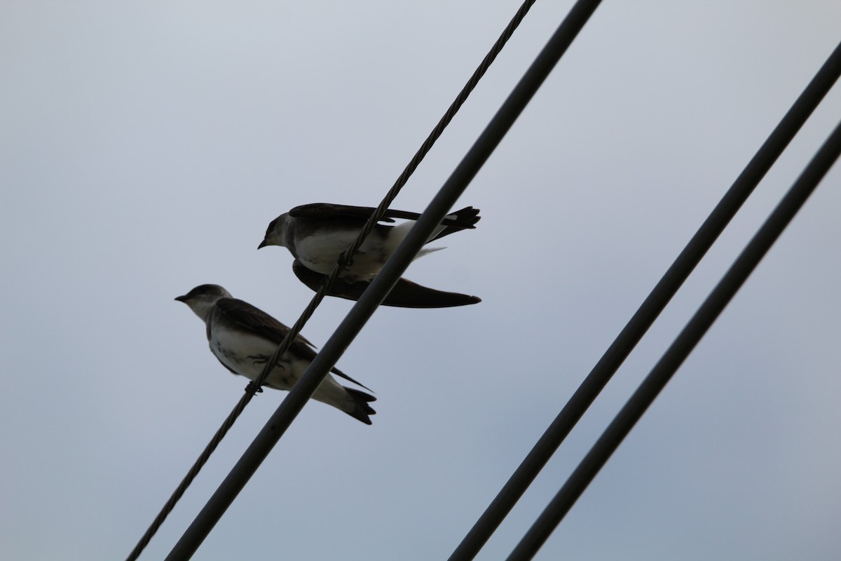 Brown-chested Martin - ML644490298