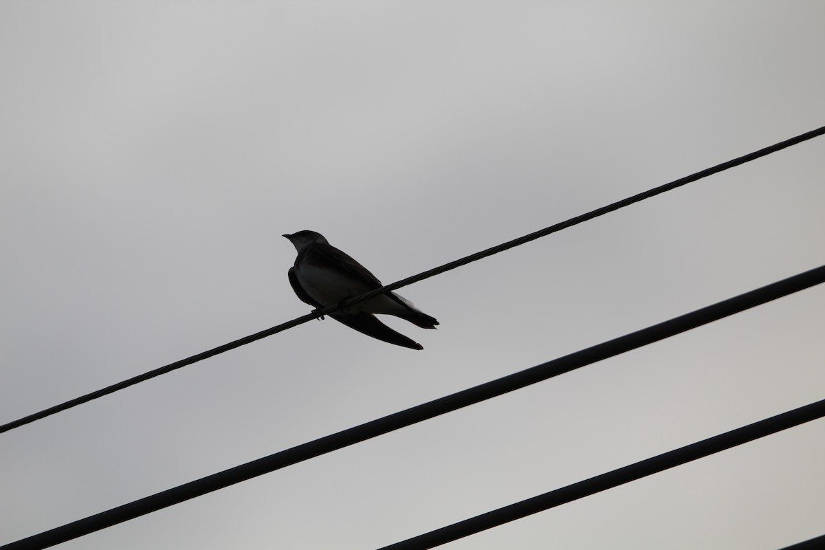 Brown-chested Martin - ML644490299