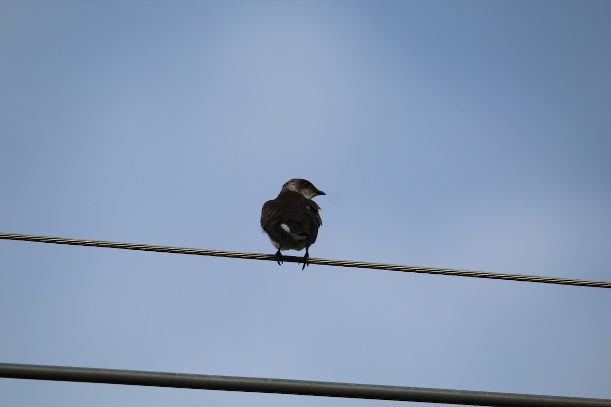 Brown-chested Martin - ML644490300