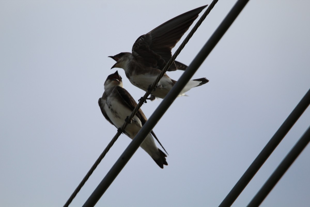 Brown-chested Martin - ML644490301