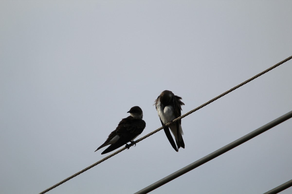 Brown-chested Martin - ML644490302