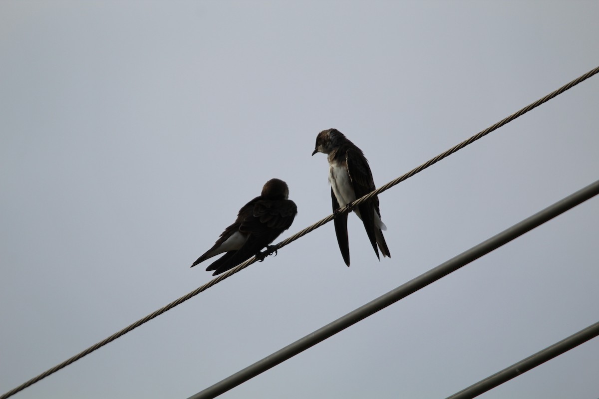 Brown-chested Martin - ML644490303