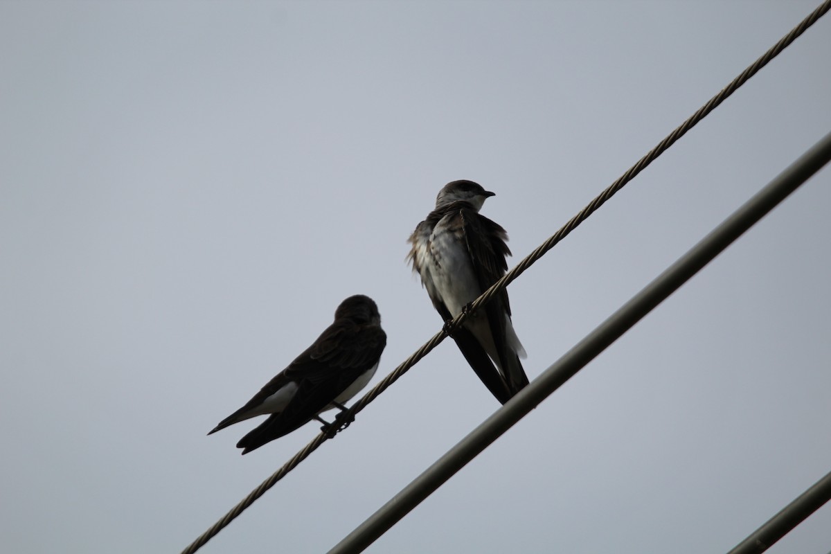 Brown-chested Martin - ML644490304