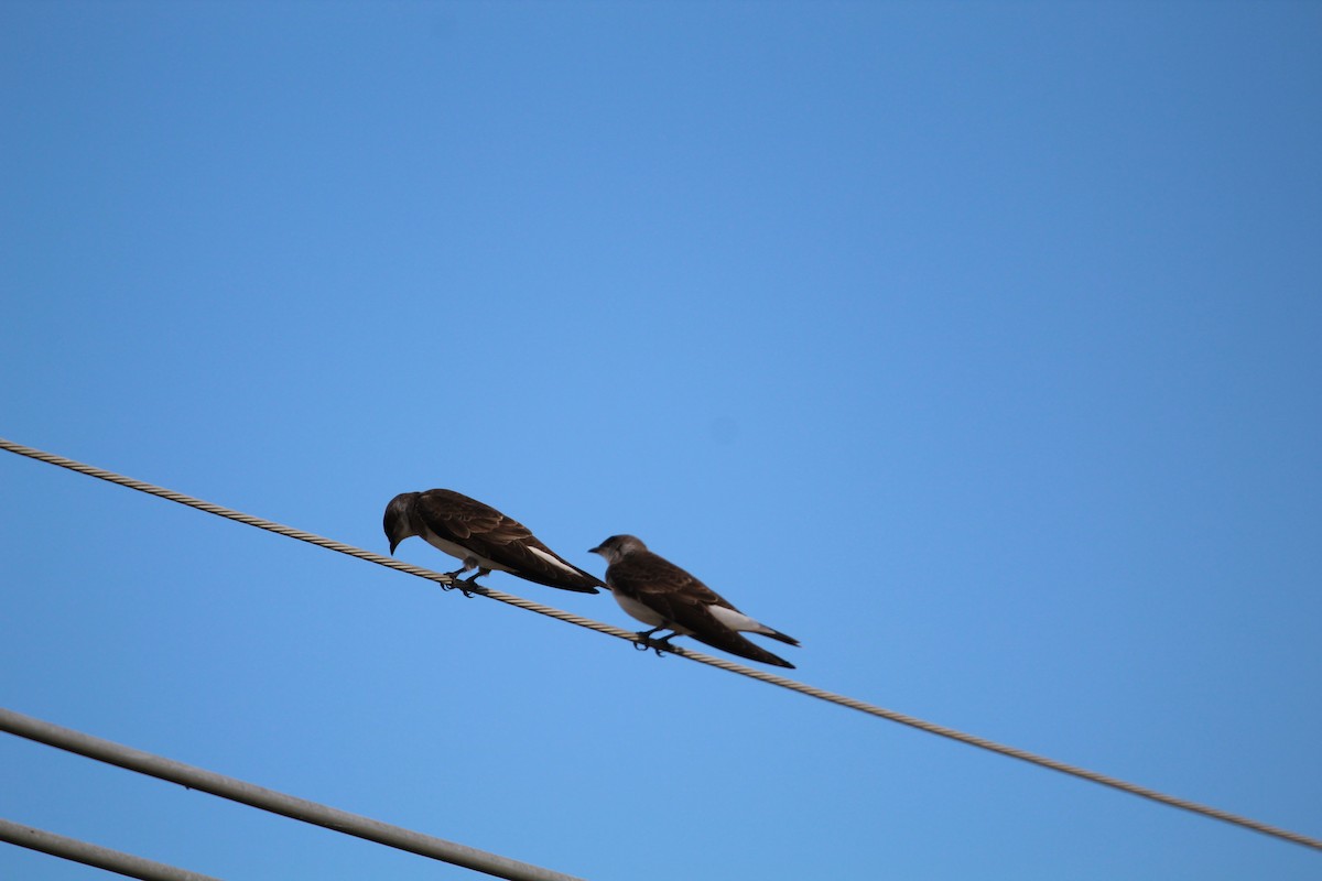 Brown-chested Martin - ML644490305