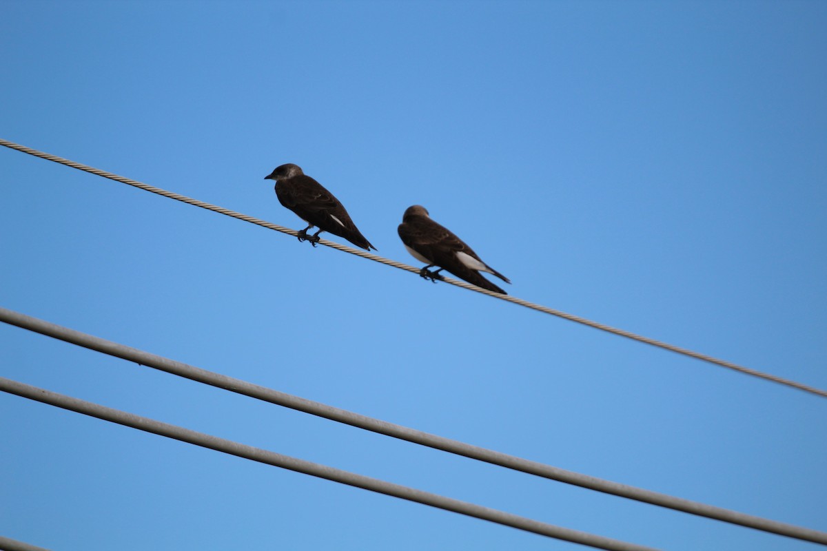 Brown-chested Martin - ML644490306