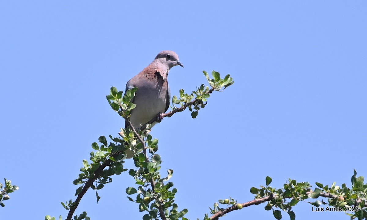 Малая горлица - ML644490307