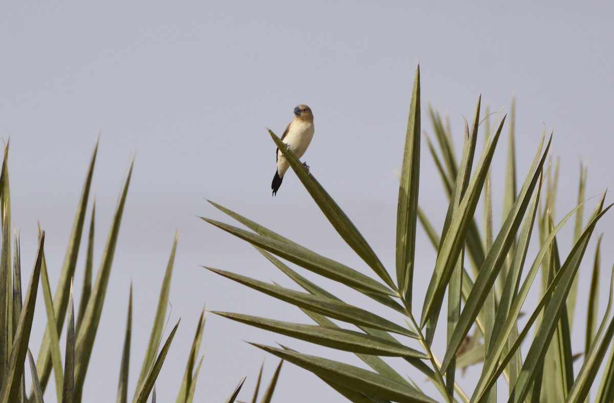 African Silverbill - ML644490308