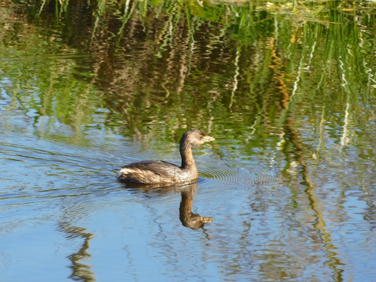 Zampullín Picogrueso - ML644490309
