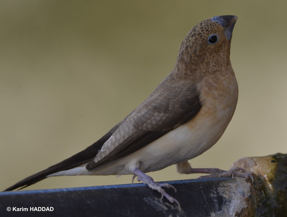 African Silverbill - ML644490313
