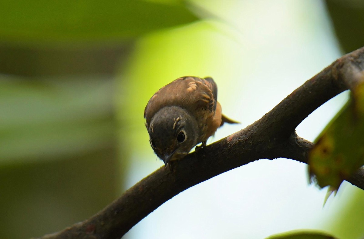 Ferruginous Flycatcher - ML644490318