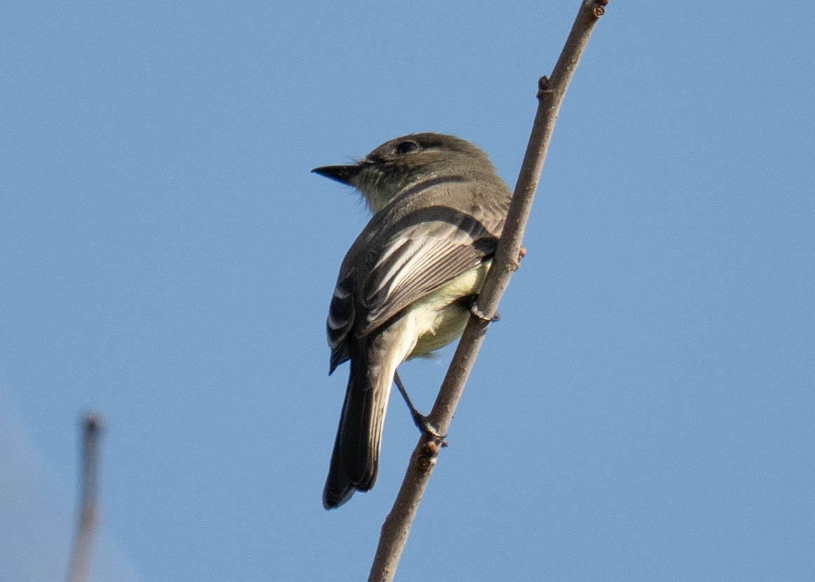Eastern Phoebe - ML644490321