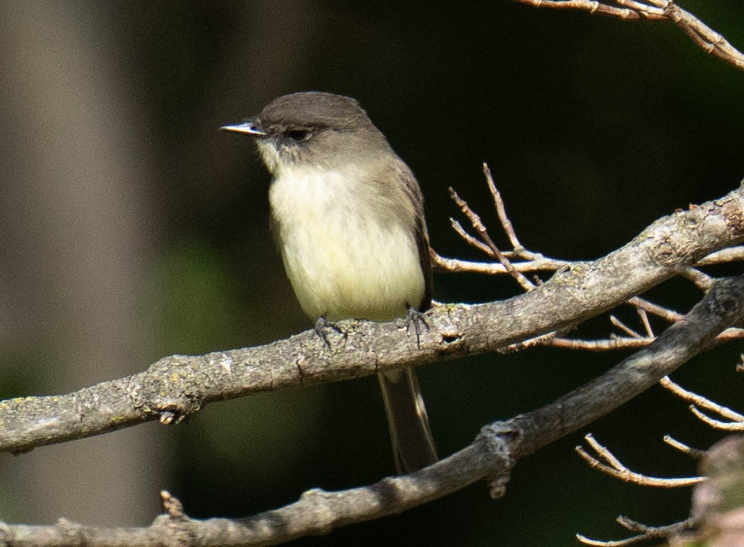 Eastern Phoebe - ML644490322