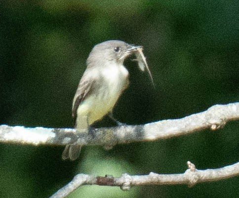 Eastern Phoebe - ML644490323