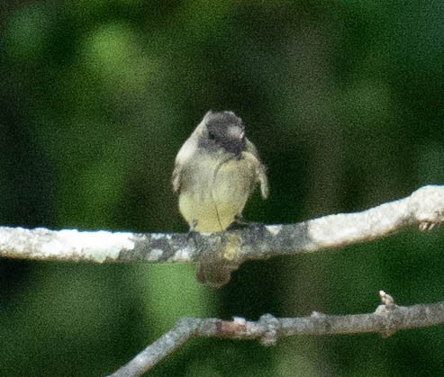 Eastern Phoebe - ML644490324