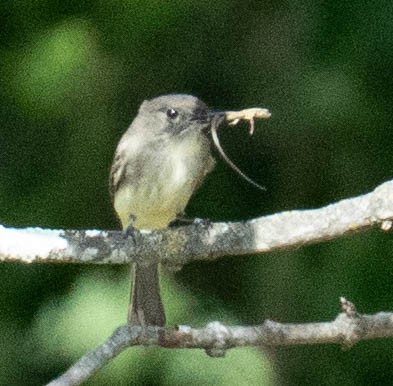 Eastern Phoebe - ML644490325