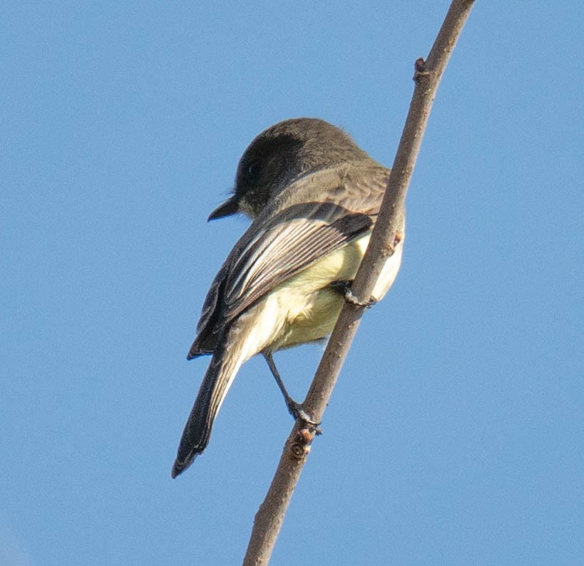 Eastern Phoebe - ML644490326