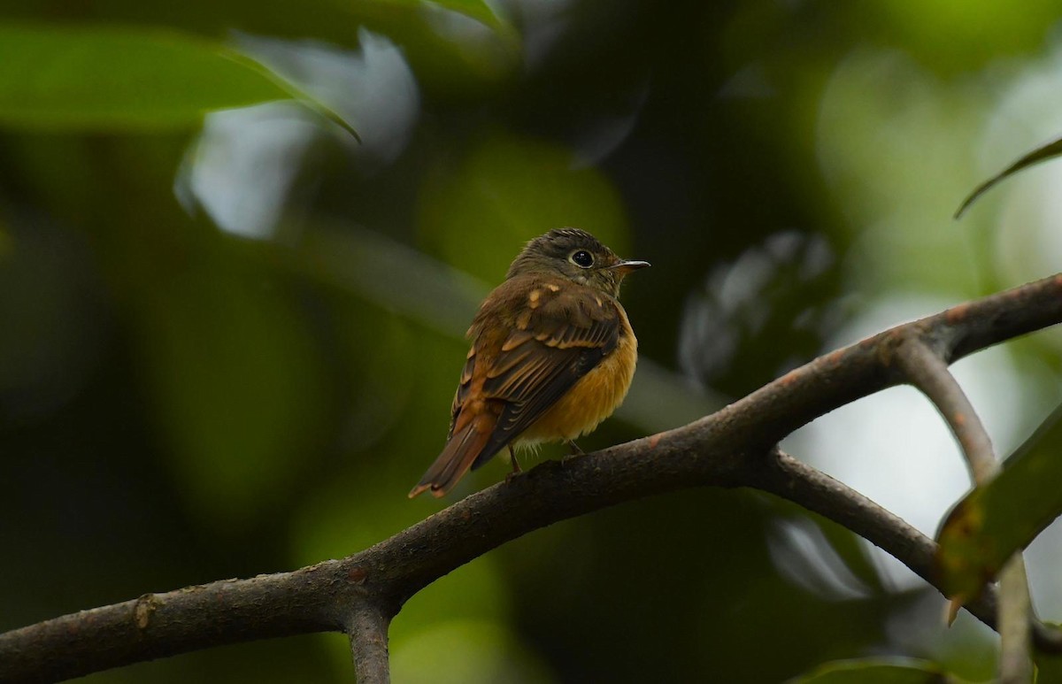Ferruginous Flycatcher - ML644490328