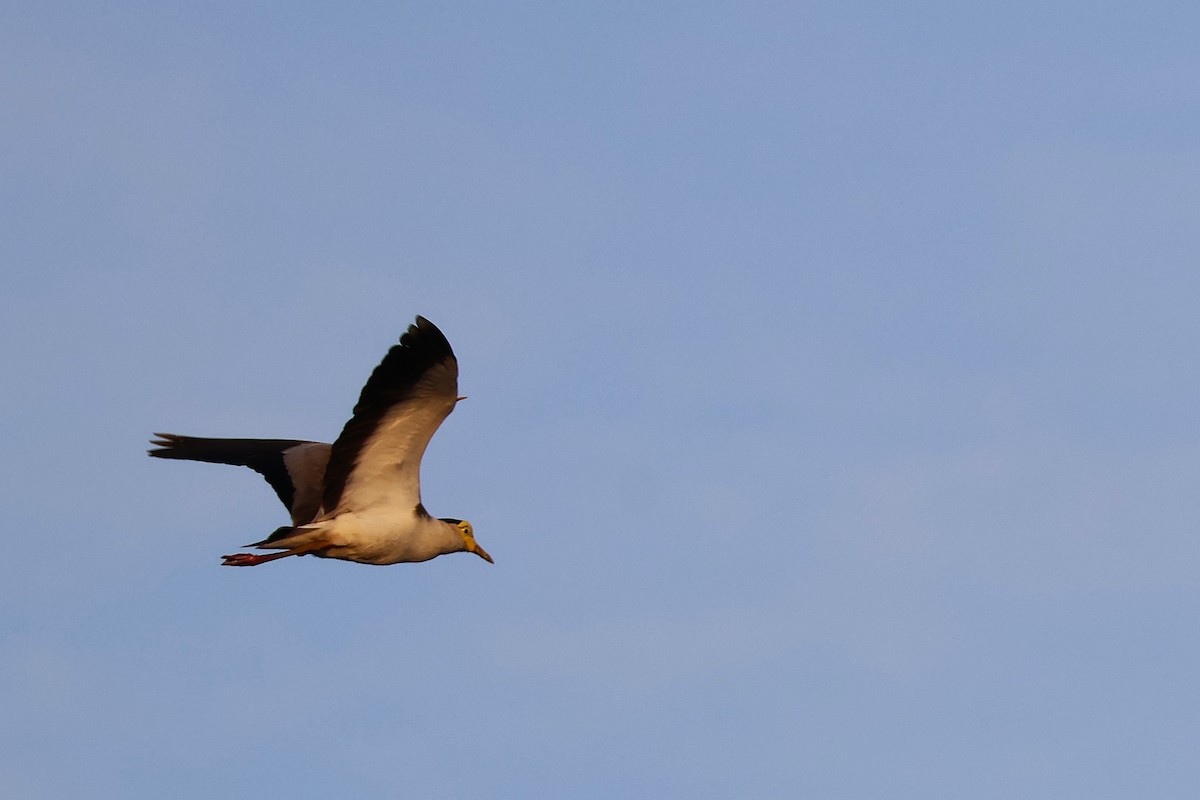 Masked Lapwing - ML644490329