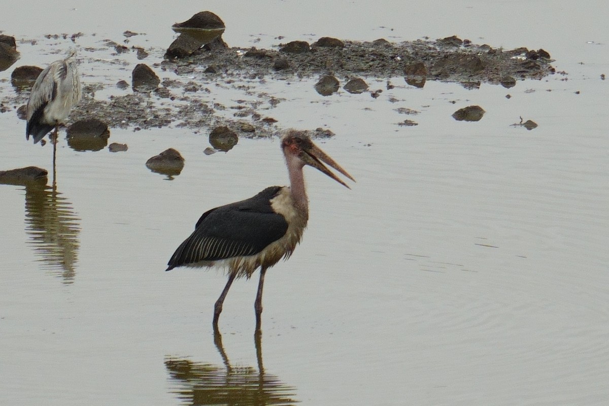 Marabou Stork - ML644490330