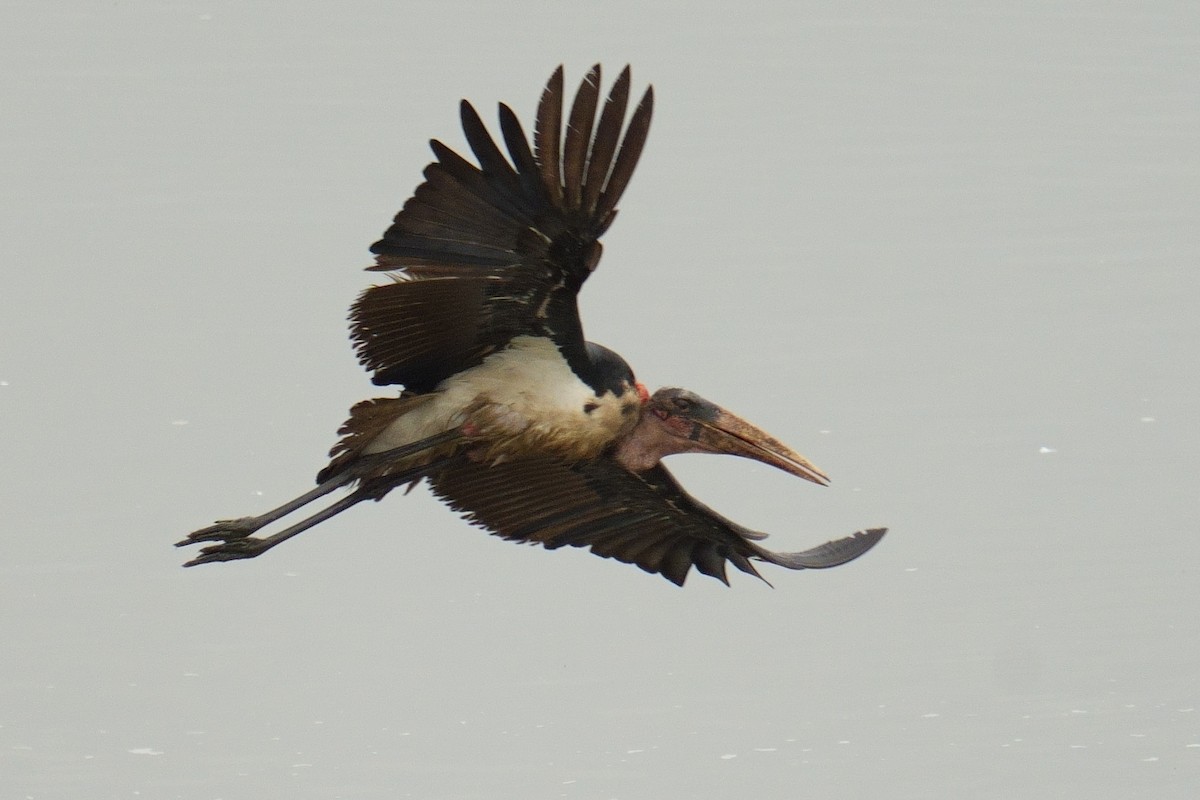 Marabou Stork - ML644490331