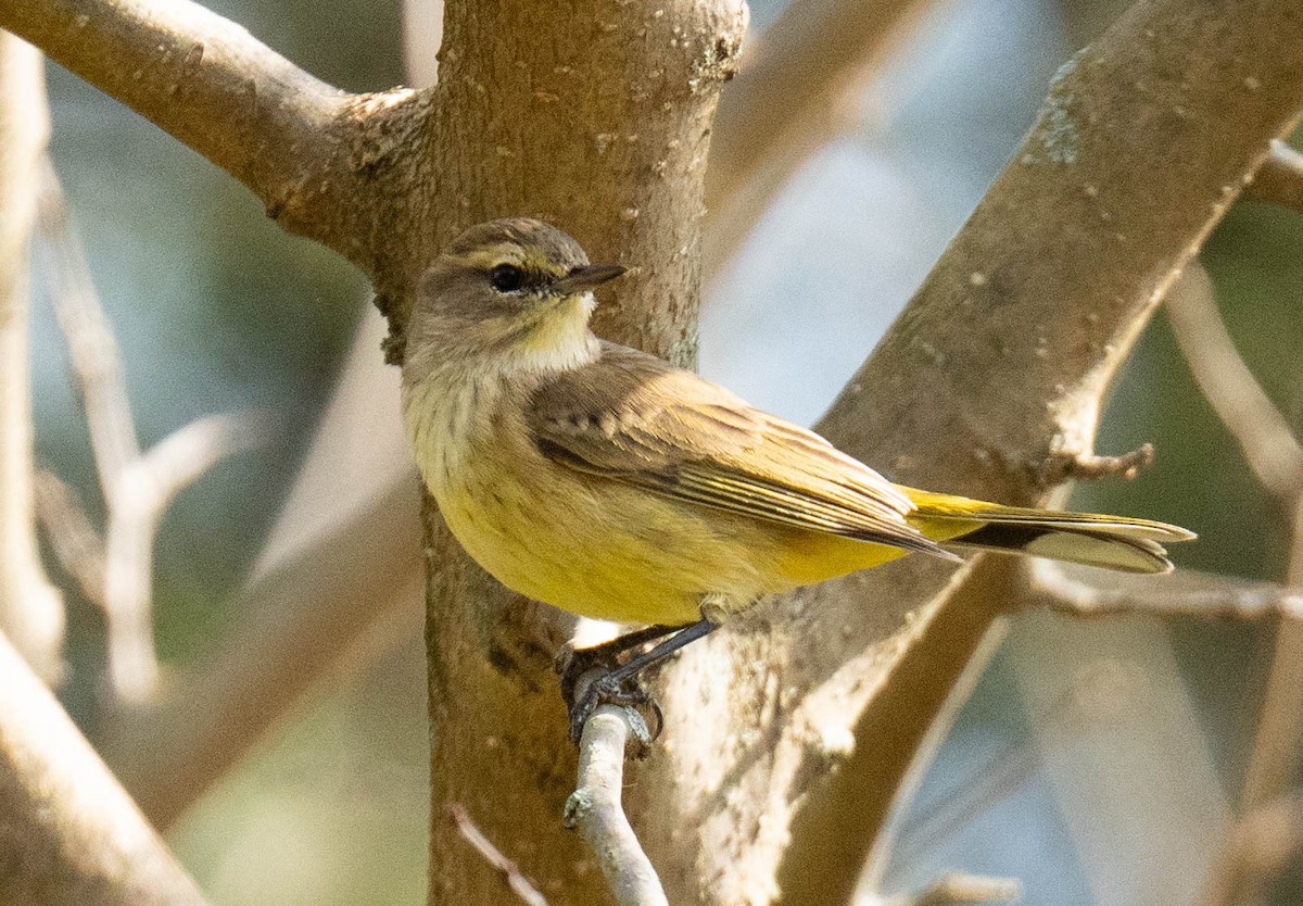 Palm Warbler - ML644490332