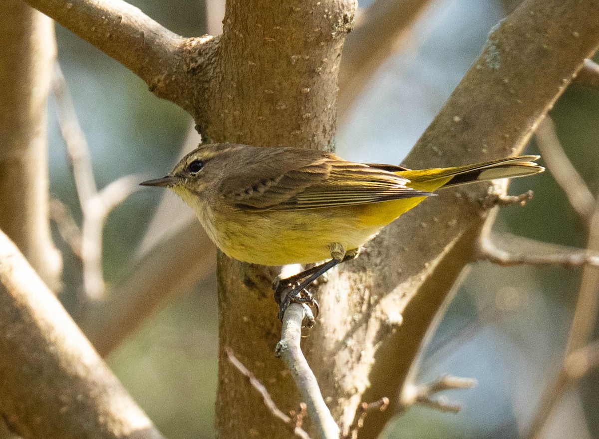 Palm Warbler - ML644490333