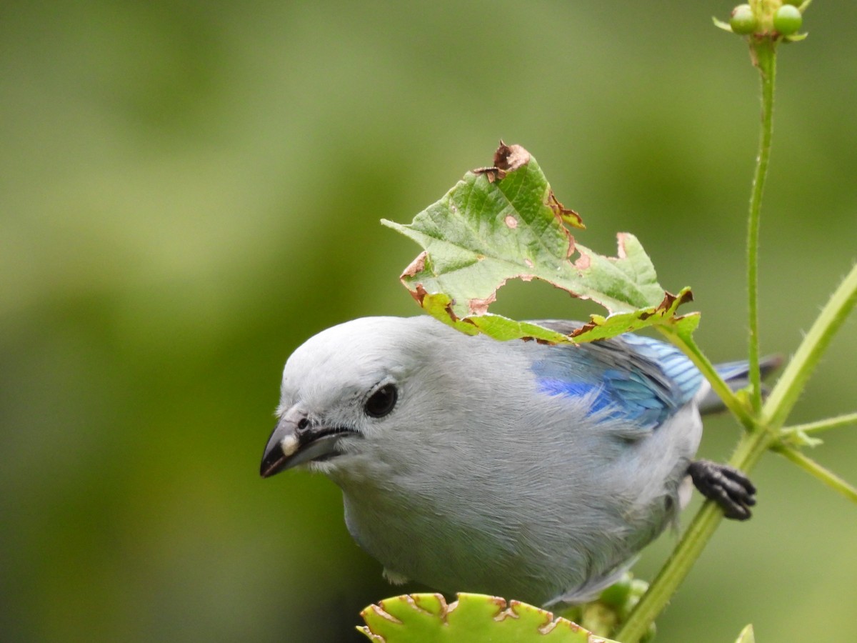 Blue-gray Tanager - ML644490334