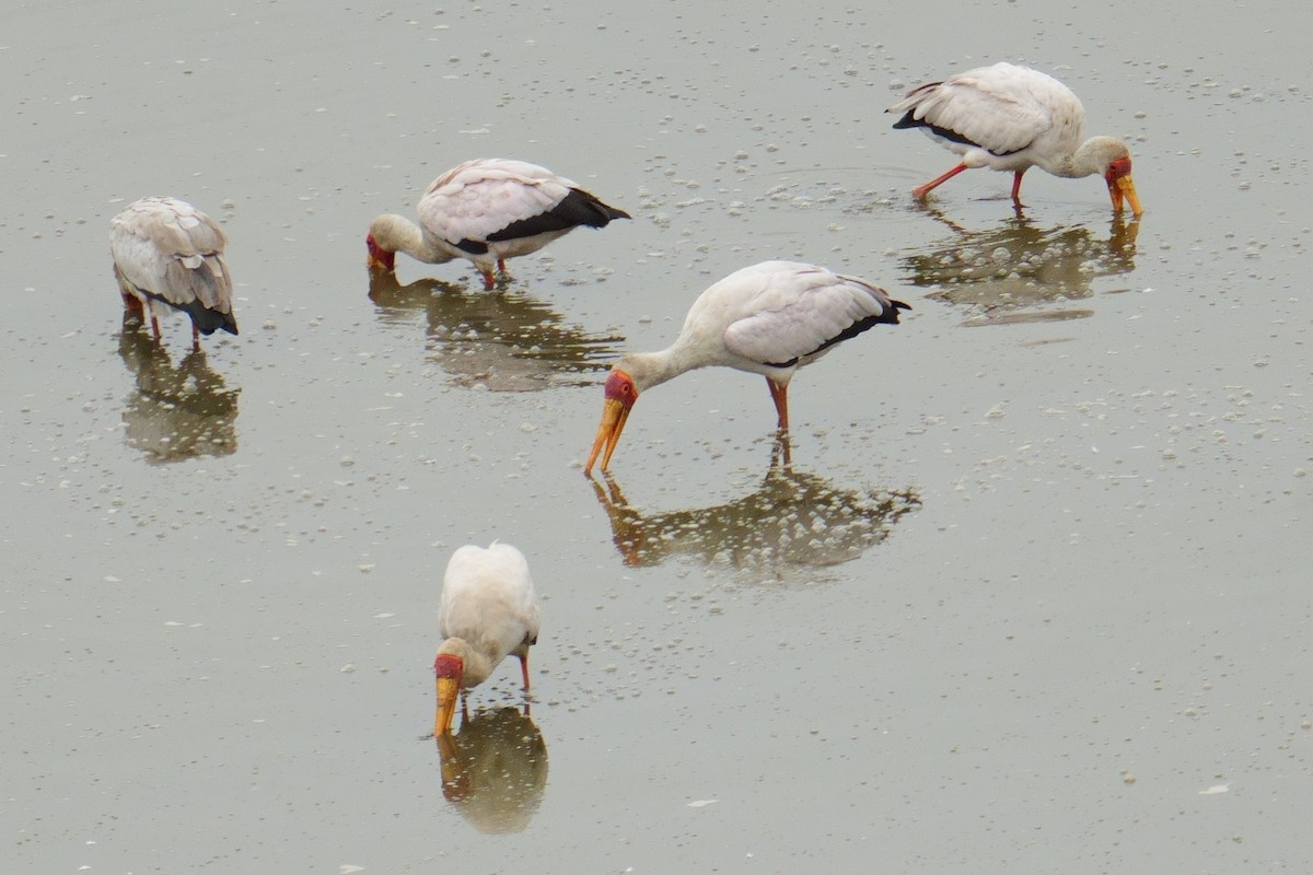חסידן ורוד - ML644490338