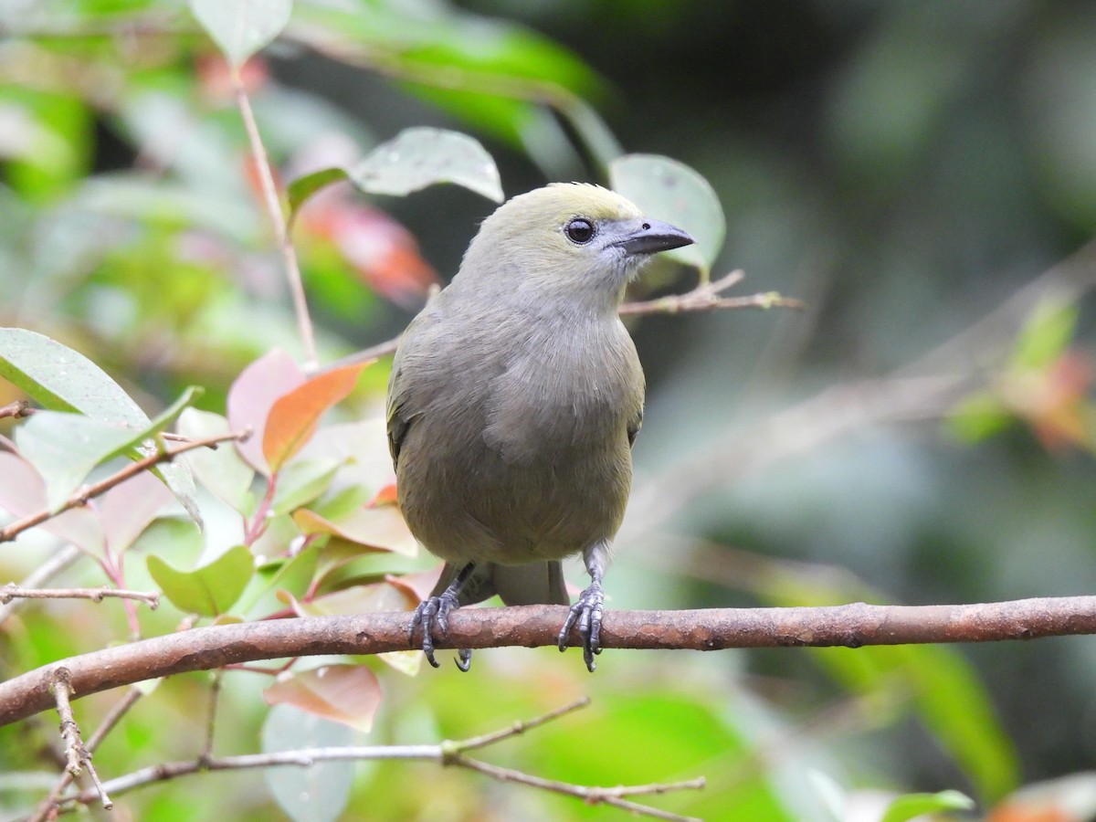 Palm Tanager - ML644490354