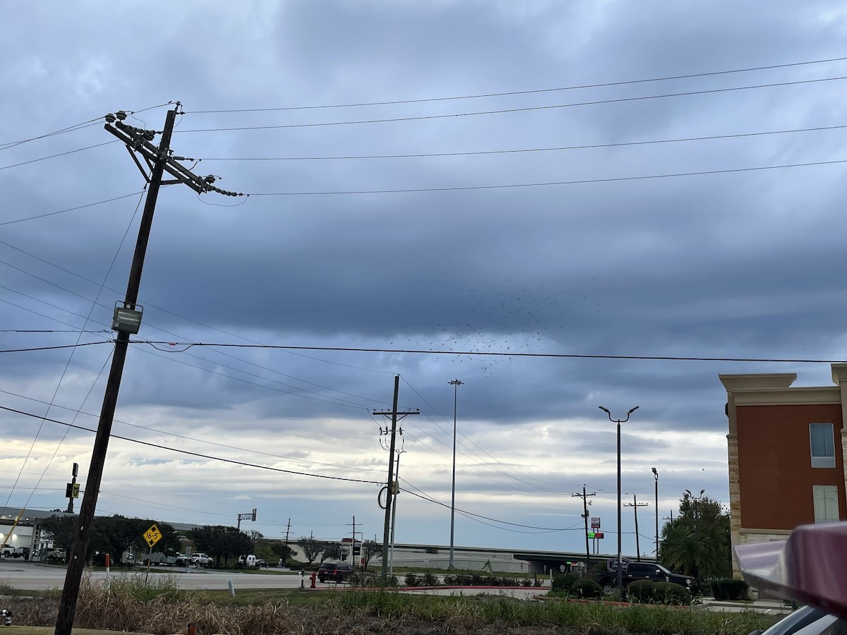 家麻雀 - ML644490363