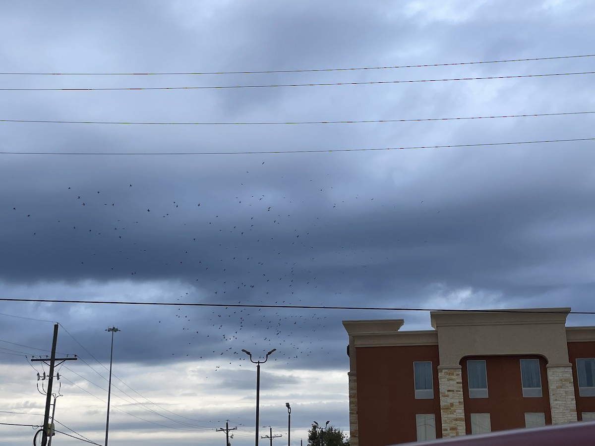 家麻雀 - ML644490365