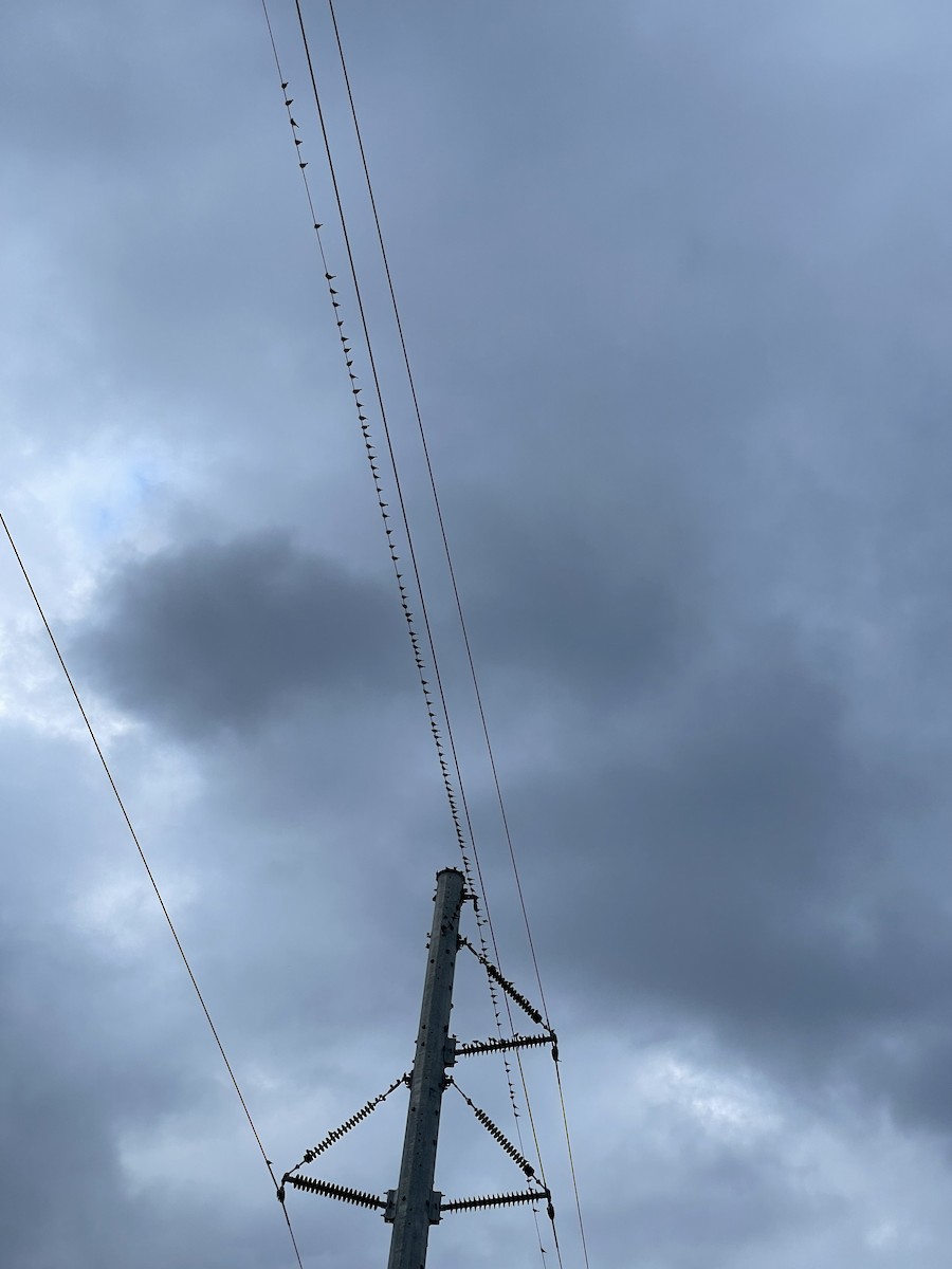 家麻雀 - ML644490366