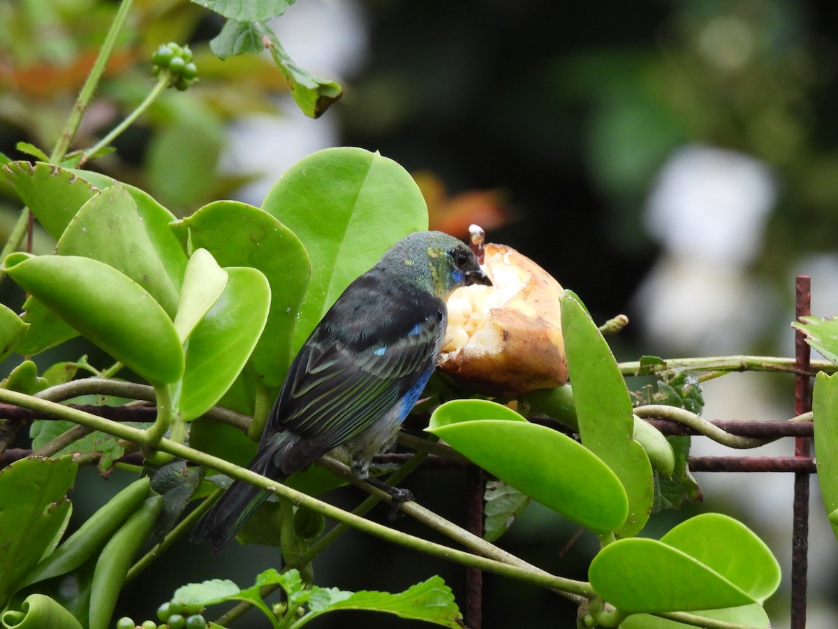 Golden-hooded Tanager - ML644490375