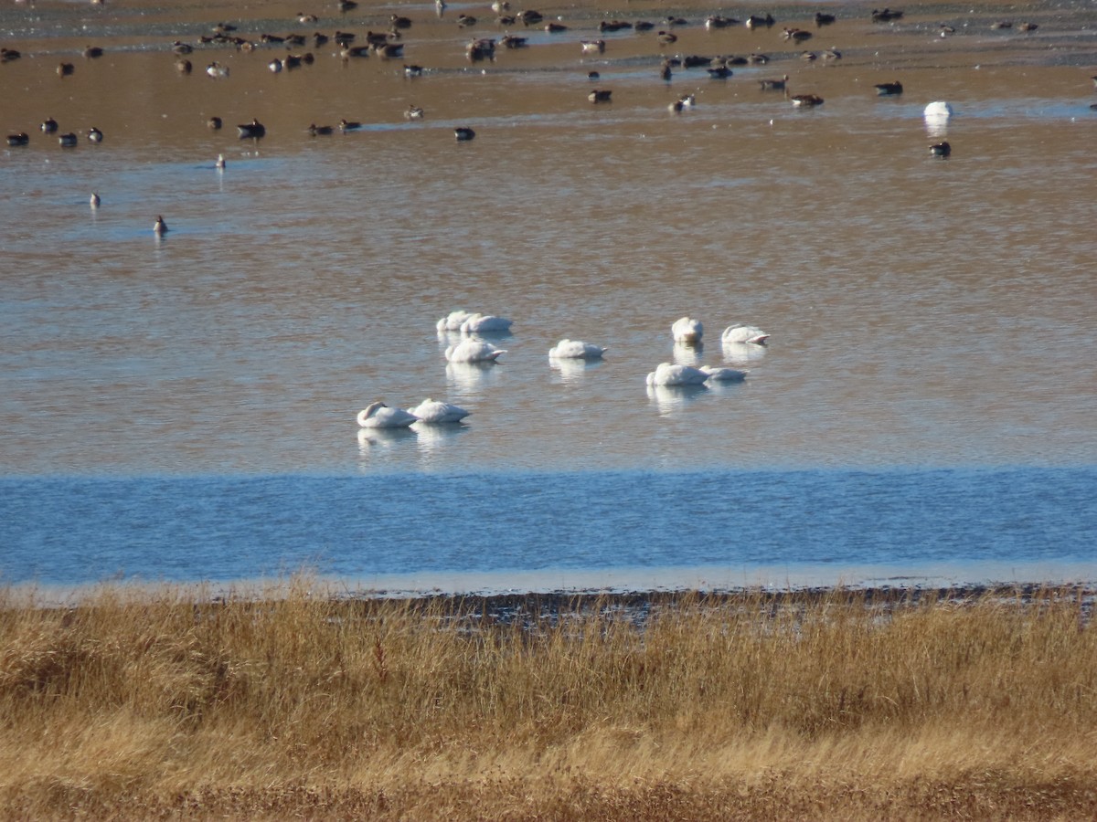 Beltxarga txistularia - ML644490380