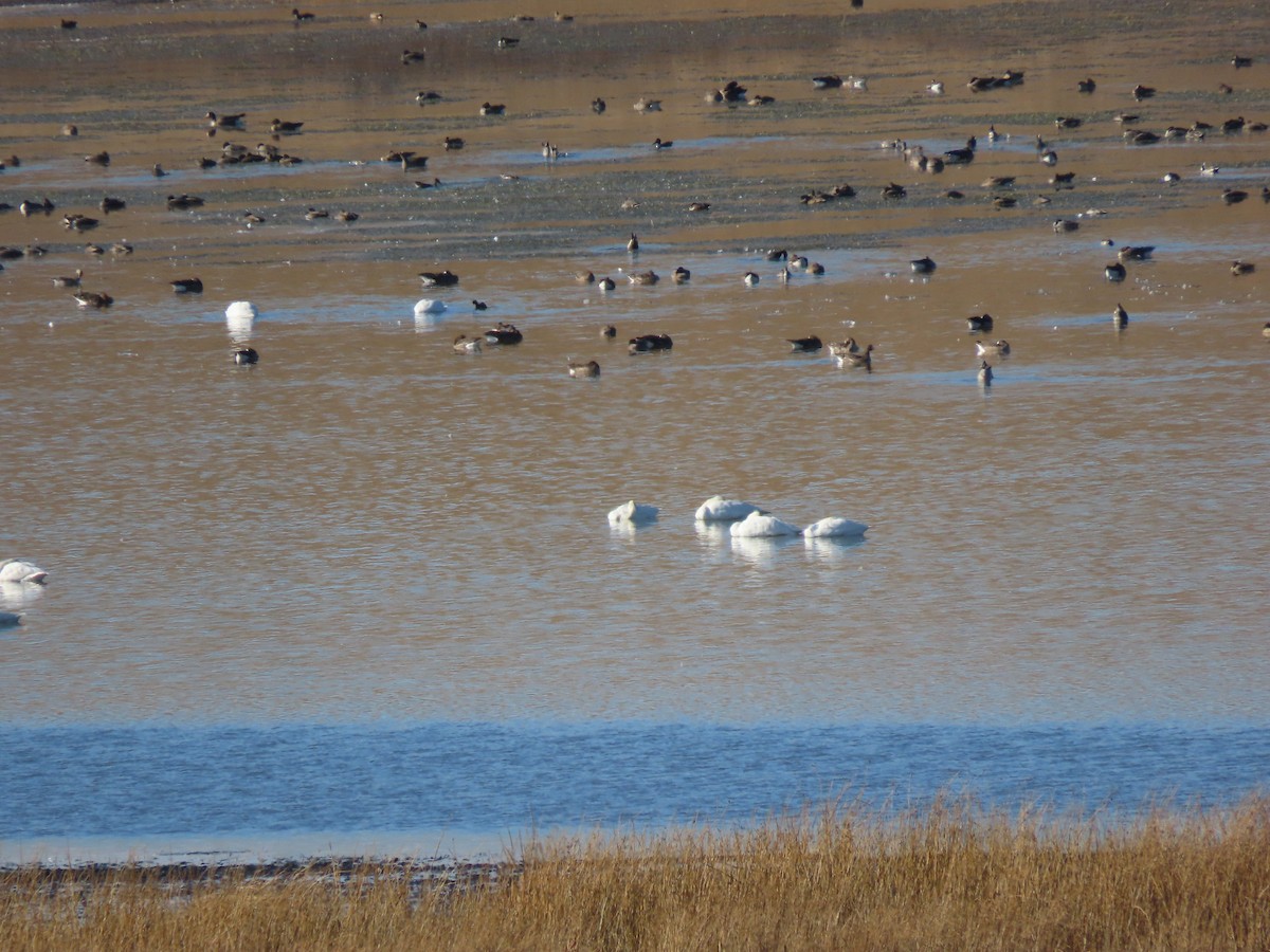 Beltxarga txistularia - ML644490388