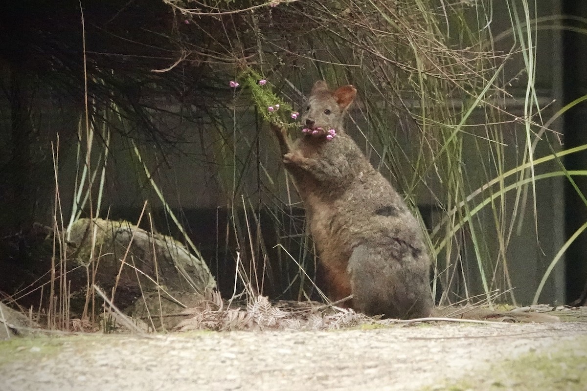 Rufous-bellied Pademelon - ML644490391