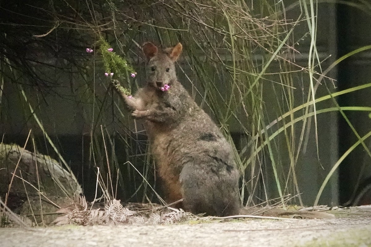Rufous-bellied Pademelon - ML644490392