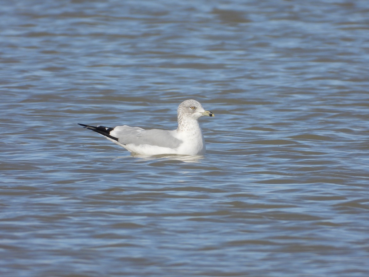 Ring-billed Gull - ML644490396