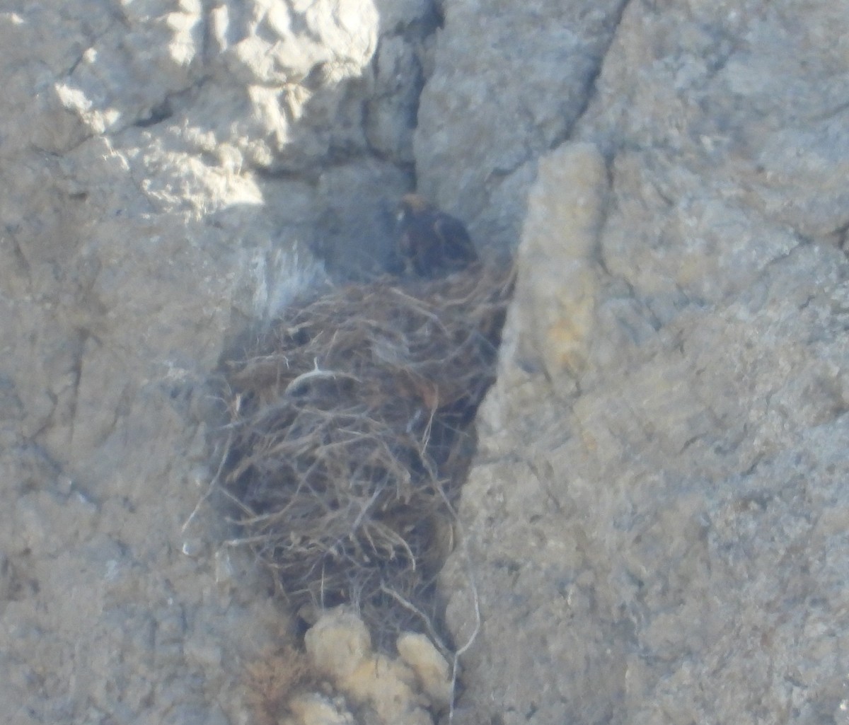 イヌワシ - ML644490401