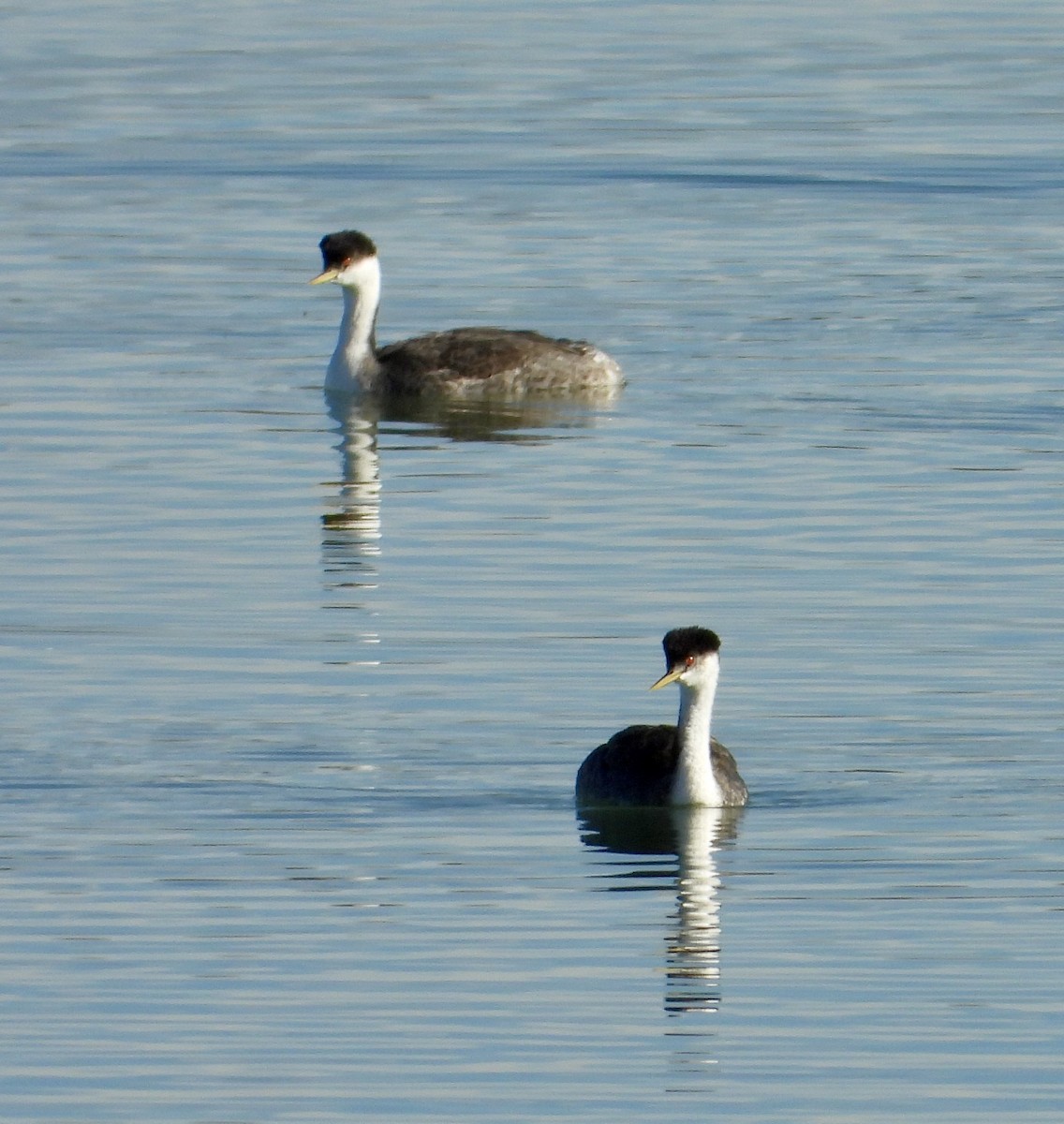 Western Grebe - ML644490408