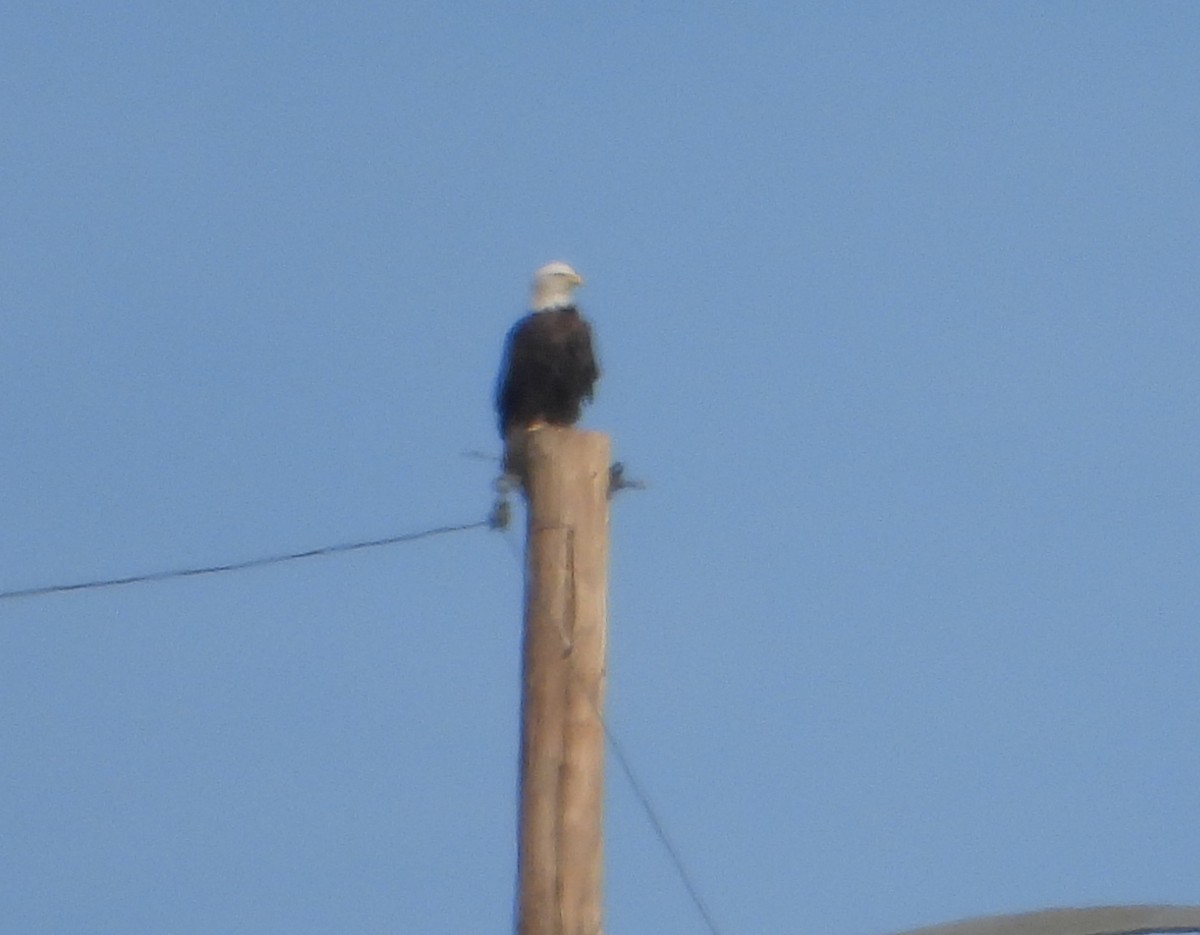 Bald Eagle - ML644490428