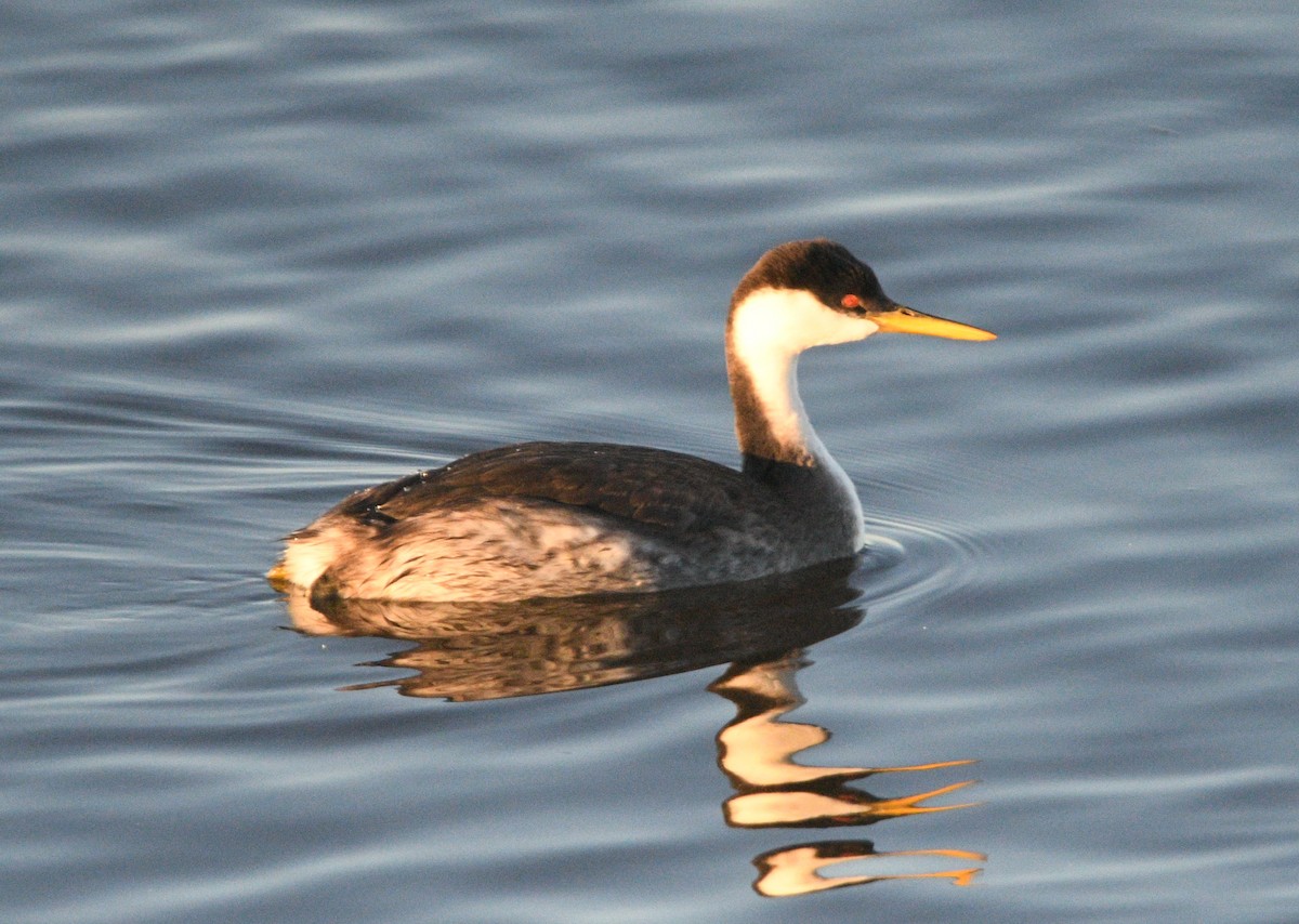 クビナガカイツブリ - ML644490430