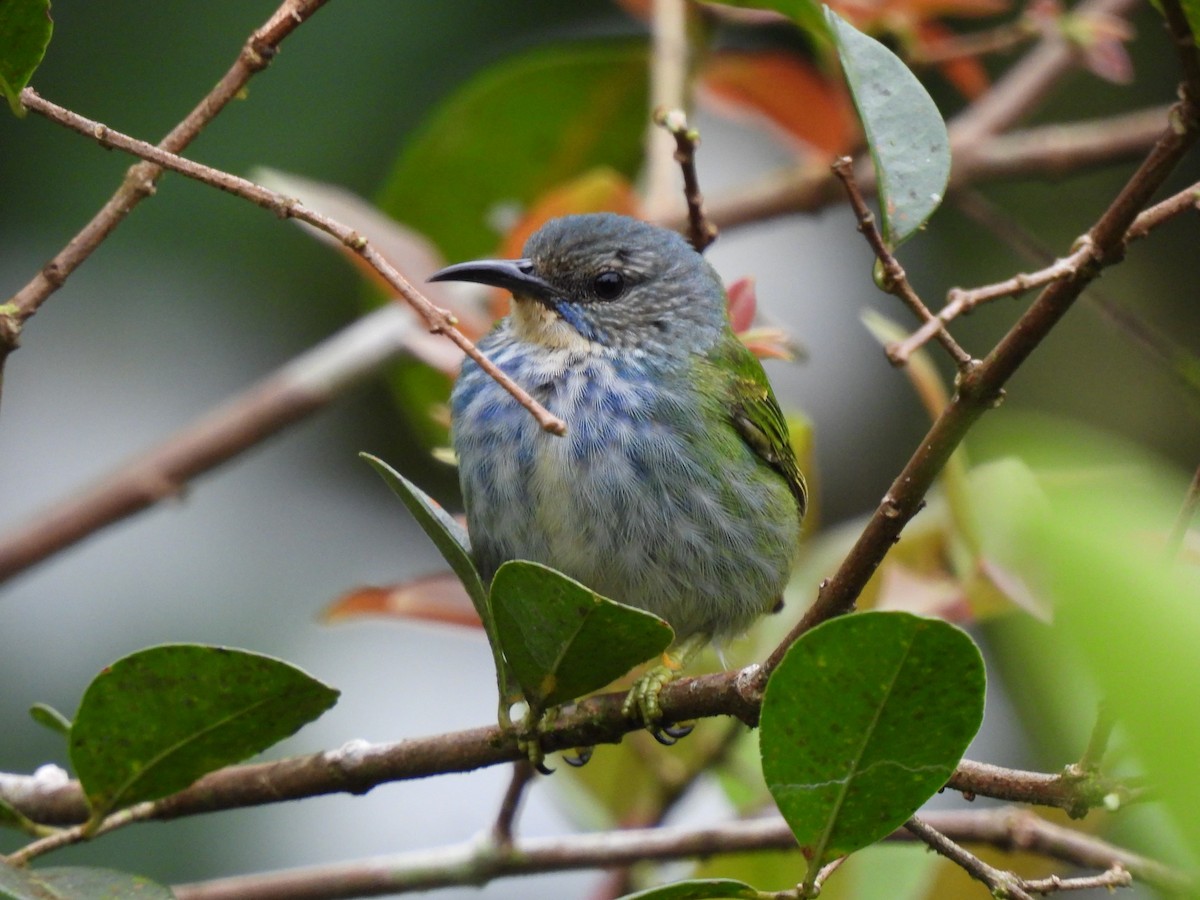 Shining Honeycreeper - ML644490431