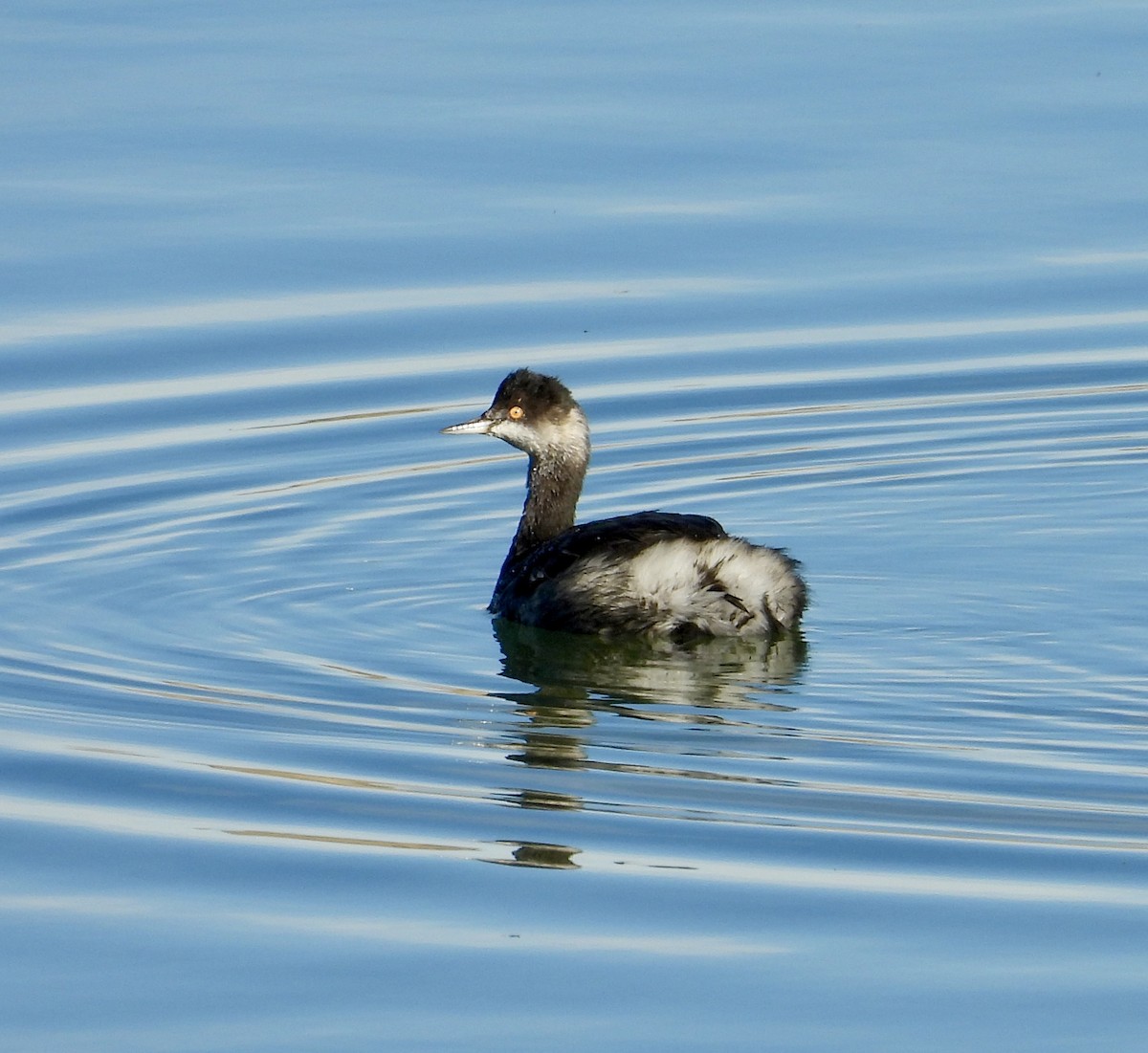 Халтар шунгуур - ML644490432