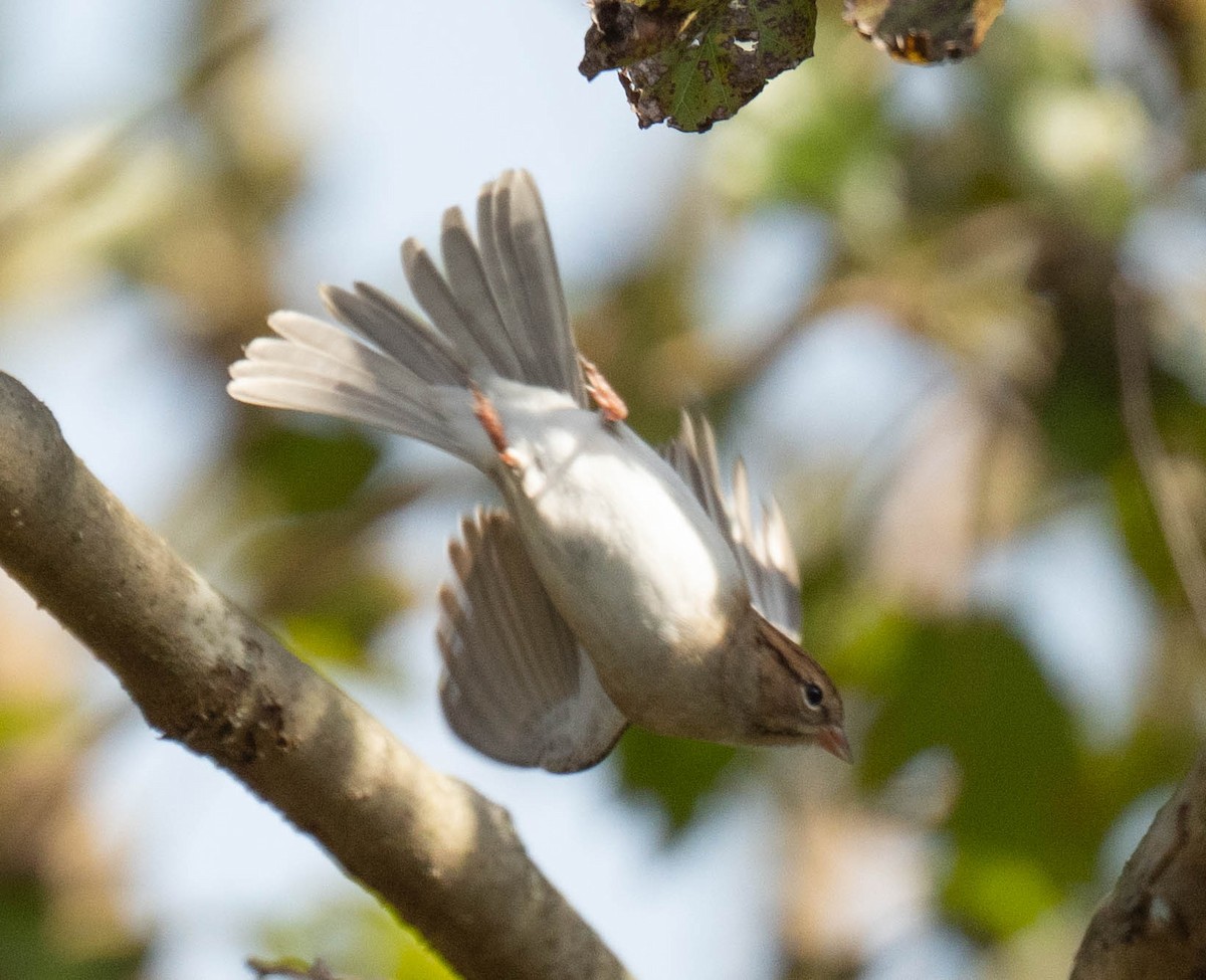 Chipping Sparrow - ML644490434