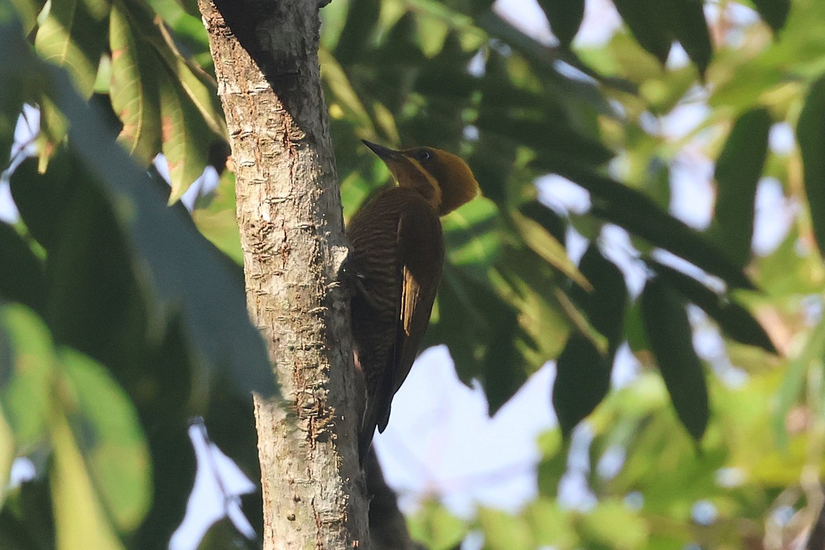 モリゲラ - ML644490436