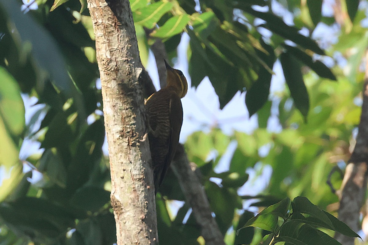 モリゲラ - ML644490437